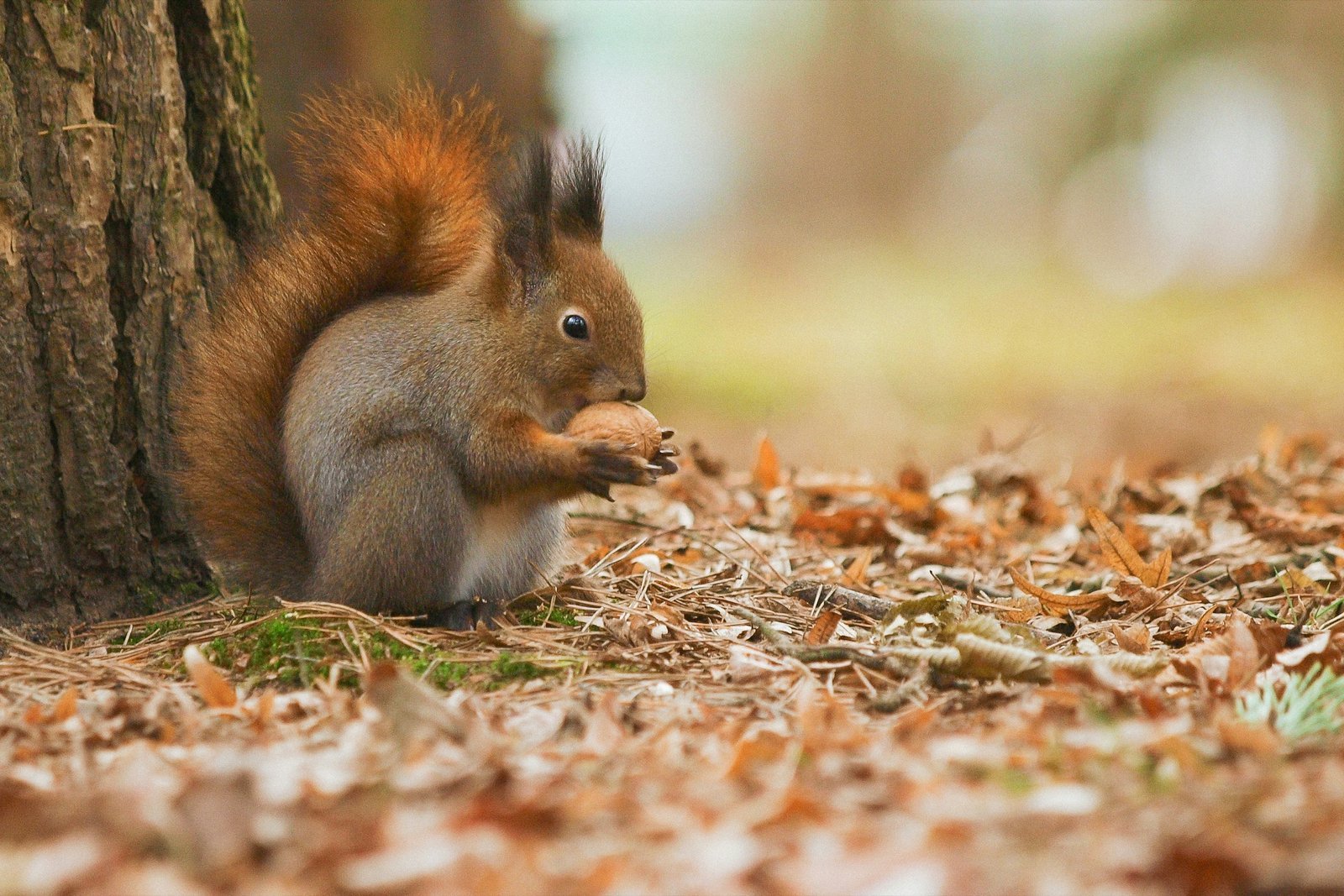 A squirrel holding a nut beside a tree